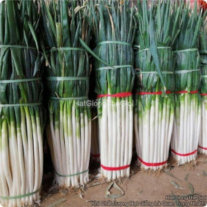 hat giong hanh baro cong dai tg392