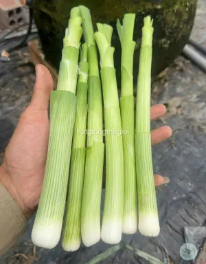 Hạt Giống Hành Baro Lá Kiếm TG343
