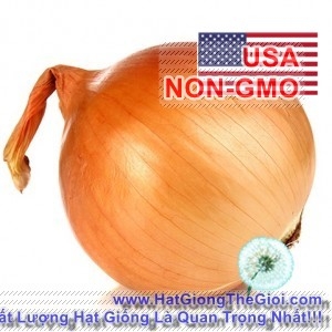 hat giong hanh cu vang   texas grano  allium cepa