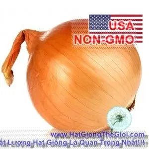 Hạt Giống Hành Củ Vàng - Texas Grano (Allium cepa)