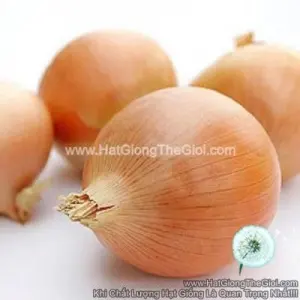 Hạt Giống Hành Củ Vàng TG337 F1