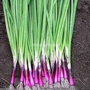 Hạt Giống Hành Hương Gốc Đỏ