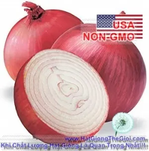 Hạt Giống Hành Tây Đỏ Mỹ - Ruby (Allium cepa)