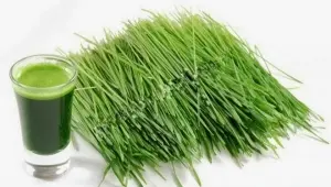 Hạt Giống Hẹ Xanh Cao Sản (Allium odorum L)