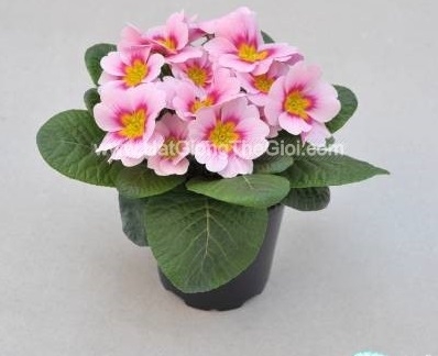 hat giong hoa anh thao primula tg268 appleblossom