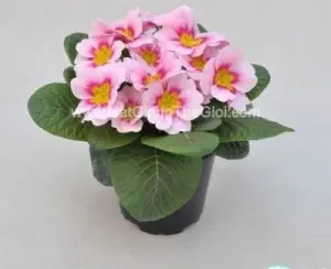Hạt Giống Hoa Anh Thảo Primula TG268 Appleblossom