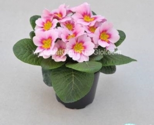 hat giong hoa anh thao primula tg268 appleblossom