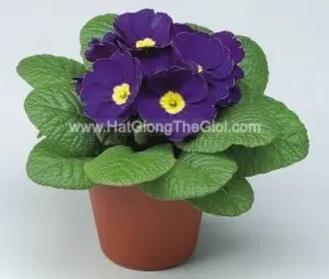 Hạt Giống Hoa Anh Thảo Primula TG268 Blue