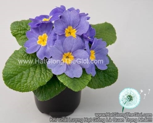 hat giong hoa anh thao primula tg268 blue light