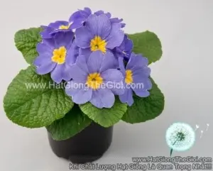 Hạt Giống Hoa Anh Thảo Primula TG268 Blue-light