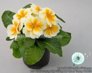 Hạt Giống Hoa Anh Thảo Primula TG268 Buttercream