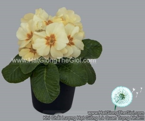 hat giong hoa anh thao primula tg268 cottage cream