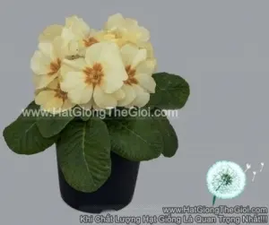 Hạt Giống Hoa Anh Thảo Primula TG268 Cottage Cream