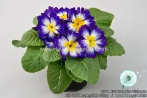 Hạt Giống Hoa Anh Thảo Primula TG268 Elcora Blue