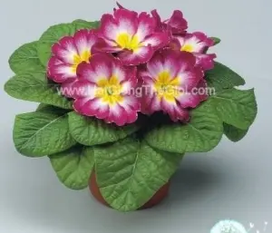 Hạt Giống Hoa Anh Thảo Primula TG268 Elcora Carmine