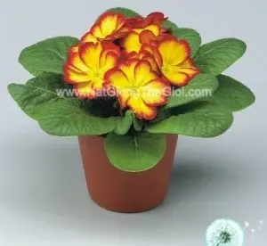 Hạt Giống Hoa Anh Thảo Primula TG268 Elcora Red