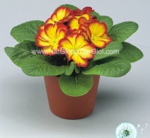 hat giong hoa anh thao primula tg268 elcora red