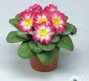 Hạt Giống Hoa Anh Thảo Primula TG268 Elcora Rose