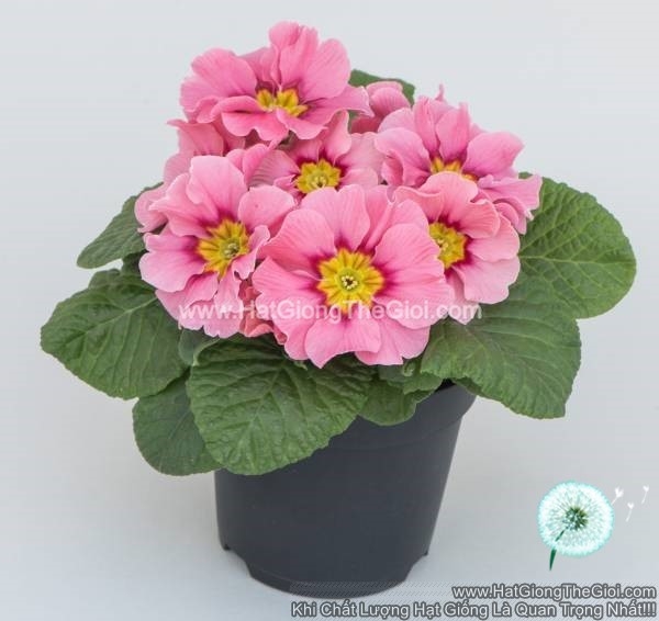 hat giong hoa anh thao primula tg268 elena