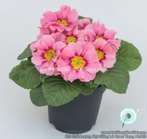 Hạt Giống Hoa Anh Thảo Primula TG268 Elena