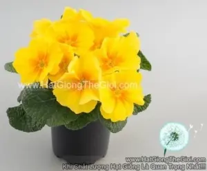 Hạt Giống Hoa Anh Thảo Primula TG268 Golden Yellow