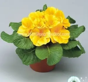 Hạt Giống Hoa Anh Thảo Primula TG268 Orange