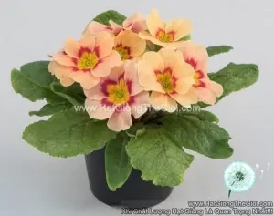 Hạt Giống Hoa Anh Thảo Primula TG268 Peach