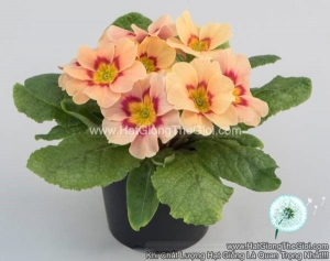 hat giong hoa anh thao primula tg268 peach