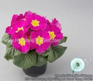 Hạt Giống Hoa Anh Thảo Primula TG268 Pink