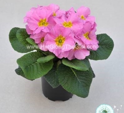 hat giong hoa anh thao primula tg268 pink light