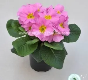 Hạt Giống Hoa Anh Thảo Primula TG268 Pink-light