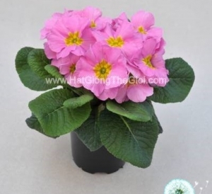 hat giong hoa anh thao primula tg268 pink light