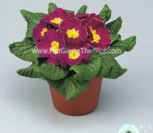 Hạt Giống Hoa Anh Thảo Primula TG268 Purple