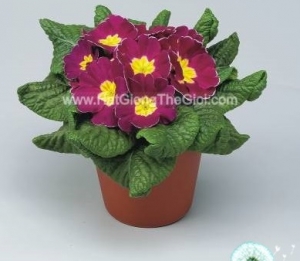 hat giong hoa anh thao primula tg268 purple