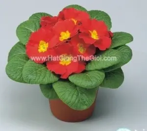Hạt Giống Hoa Anh Thảo Primula TG268 Red