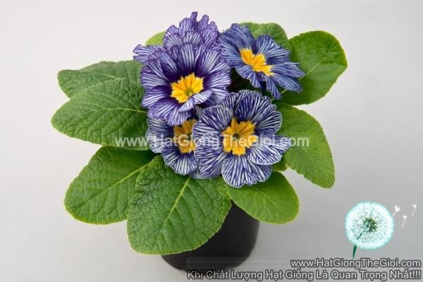 hat giong hoa anh thao primula tg268 sailing
