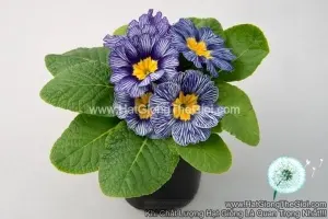 Hạt Giống Hoa Anh Thảo Primula TG268 Sailing