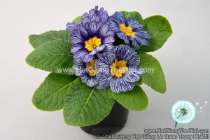 hat giong hoa anh thao primula tg268 sailing