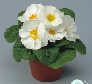 Hạt Giống Hoa Anh Thảo Primula TG268 White Orange Eye