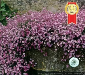 Hạt Giống Hoa Baby Breath Lùn Rải Thảm HỒNG
