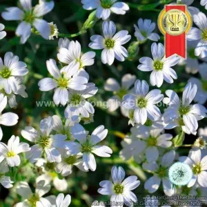 Hạt Giống Hoa Baby Breath Lùn Rải Thảm TRẮNG