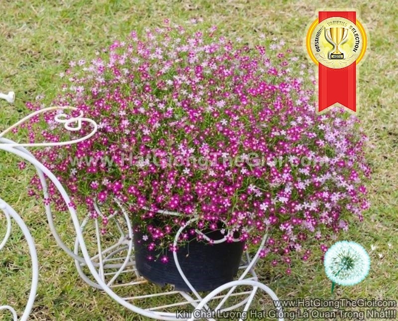 hat giong hoa baby breath lun rai tham mix