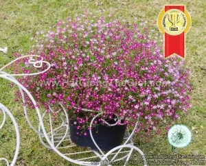 Hạt Giống Hoa Baby Breath Lùn Rải Thảm Mix