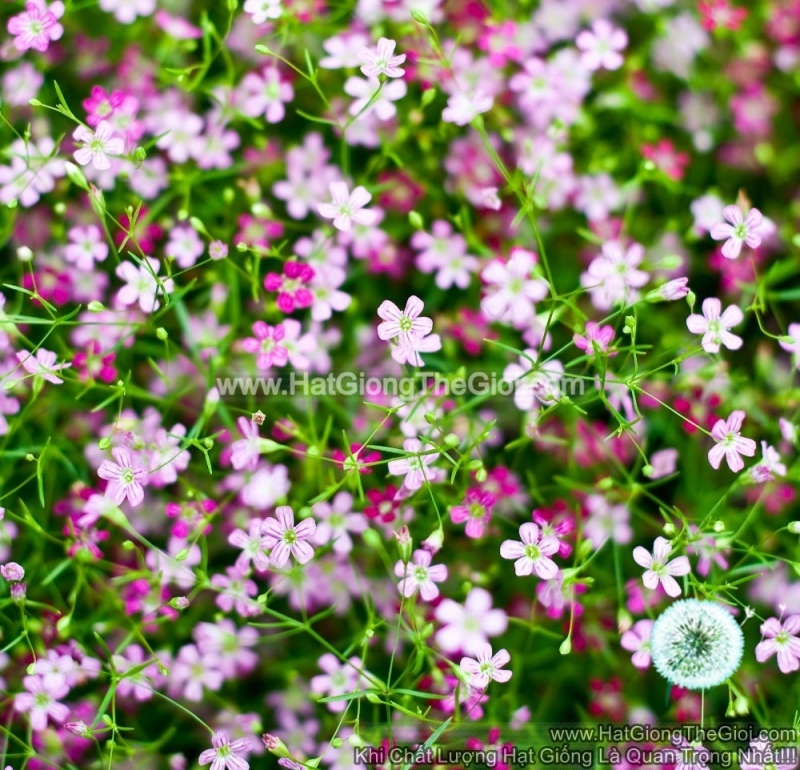 hat giong hoa baby breath mix hong trang