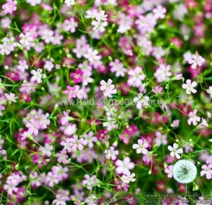 Hạt Giống Hoa Baby Breath Mix Hồng Trắng