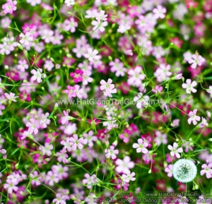 hat giong hoa baby breath mix hong trang