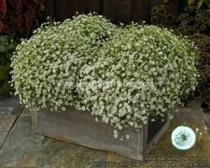 Hạt Giống Hoa Baby Breath Trồng Chậu GYPSY White