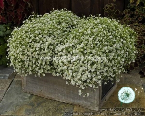 hat giong hoa baby breath trong chau gypsy white