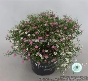 Hạt Giống Hoa Baby Breath Trồng Chậu GYPSY Mix