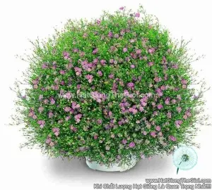 Hạt Giống Hoa Baby Breath Trồng Chậu GYPSY Pink